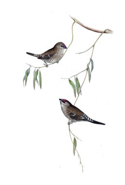 Kuş Illustration. Avustralya, kuşların ek. 1848 