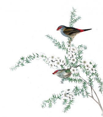 Kuş Illustration. Avustralya, kuşların ek. 1848 