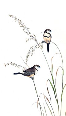 Kuş Illustration. Avustralya, kuşların ek. 1848 