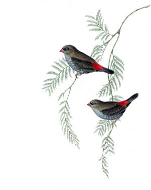 Kuş Illustration. Avustralya, kuşların ek. 1848 