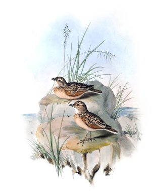 Kuş Illustration. Avustralya, kuşların ek. 1848 