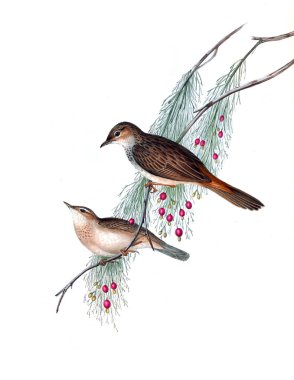 Kuş Illustration. Avustralya, kuşların ek. 1848 