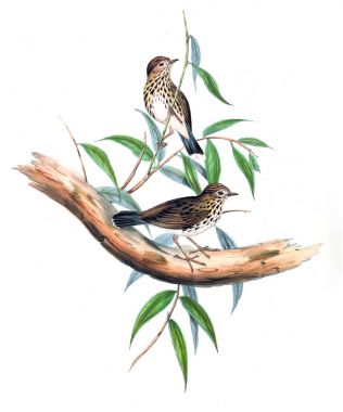 Kuş Illustration. Avustralya, kuşların ek. 1848 