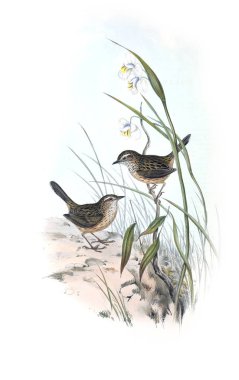 Kuş Illustration. Avustralya, kuşların ek. 1848 