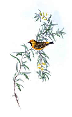 Kuş Illustration. Avustralya, kuşların ek. 1848 