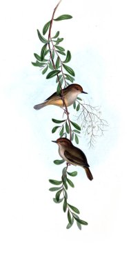 Kuş Illustration. Avustralya, kuşların ek. 1848 