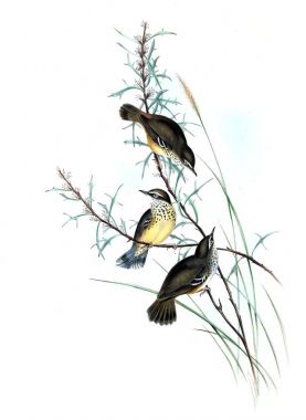 Kuş Illustration. Avustralya, kuşların ek. 1848 