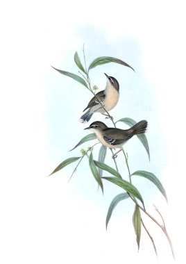 Kuş Illustration. Avustralya, kuşların ek. 1848 