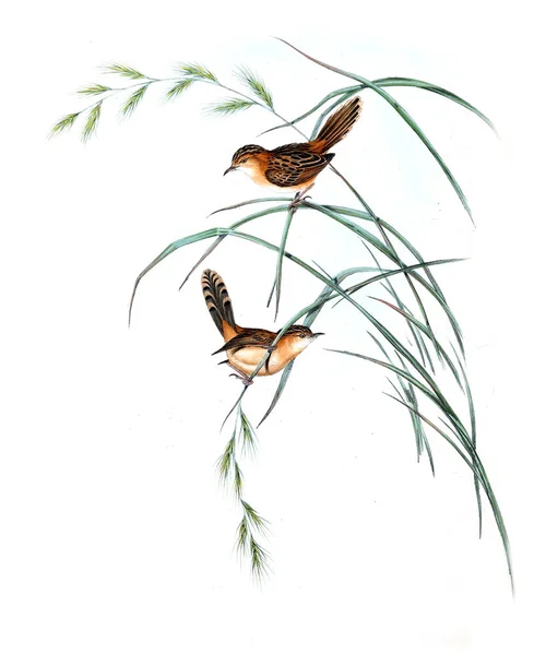 Ilustración Aves Las Aves Australia Suplemento 1848 —  Fotos de Stock