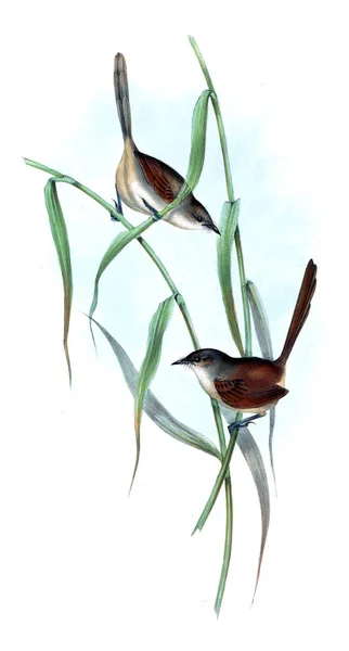 Иллюстрация Птицы Птицы Австралии Дополнение 1848 Год — стоковое фото
