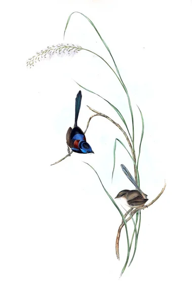 Illustration Fågel Fåglar Australien Komplettera 1848 — Stockfoto