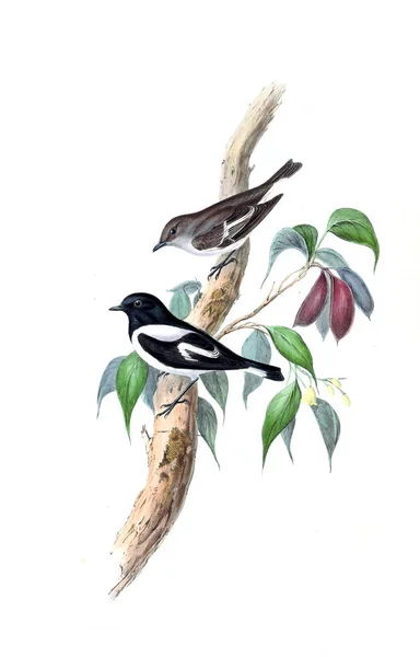 Illustration Oiseau Les Oiseaux Australie Supplément 1848 — Photo