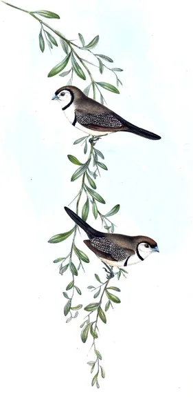 Illustration Fågel Fåglar Australien Komplettera 1848 — Stockfoto