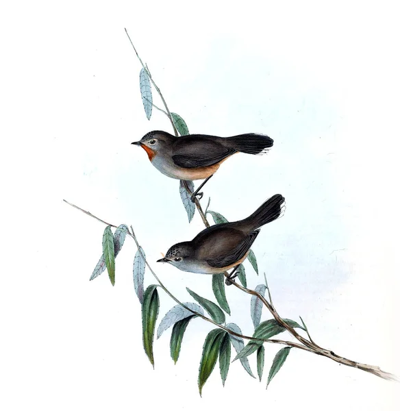 Illustratie Van Vogels Vogels Van Australië Aanvullen 1848 — Stockfoto