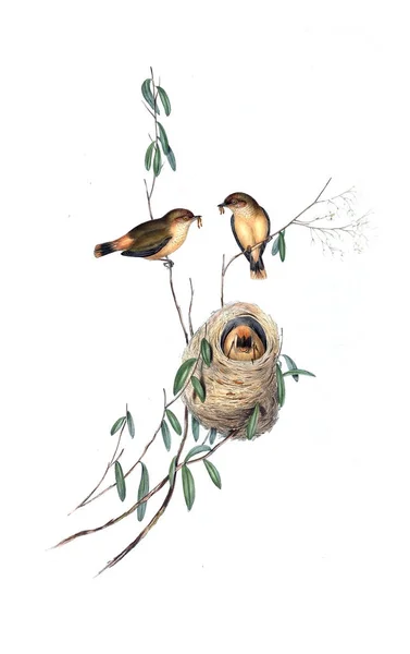 ภาพของนก นกในออสเตรเล เสร 1848 — ภาพถ่ายสต็อก