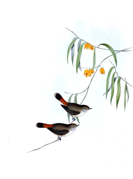 Illustration Fågel Fåglar Australien Komplettera 1848 — Stockfoto