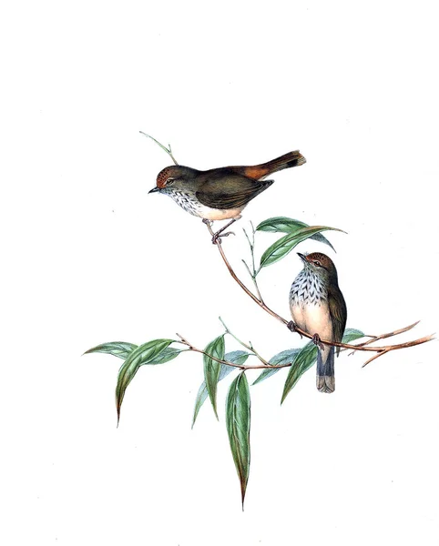 Illustratie Van Vogels Vogels Van Australië Aanvullen 1848 — Stockfoto