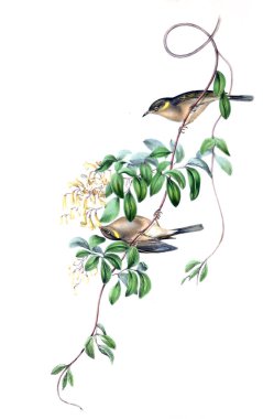 Kuş Illustration. Avustralya, kuşların ek. 1848 