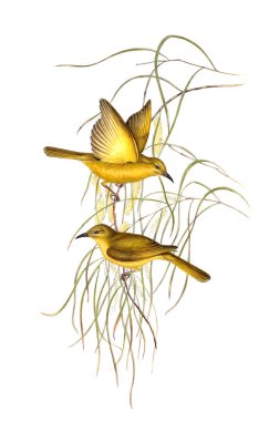 Kuş Illustration. Avustralya, kuşların ek. 1848 