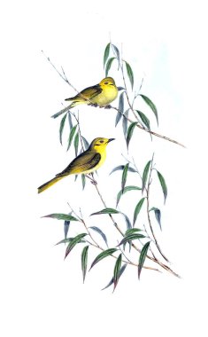 Kuş Illustration. Avustralya, kuşların ek. 1848 