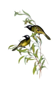 Kuş Illustration. Avustralya, kuşların ek. 1848 