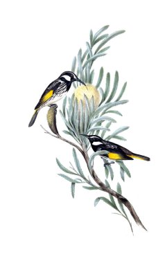 Kuş Illustration. Avustralya, kuşların ek. 1848 