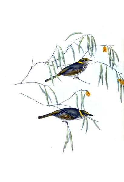Illustration Bird Birds Australia Supplement 1848 — Stock Photo, Image