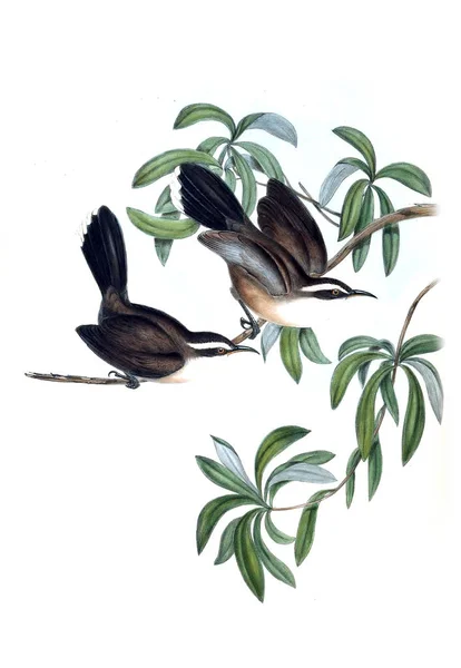 Illustratie Van Vogels Vogels Van Australië Aanvullen 1848 — Stockfoto