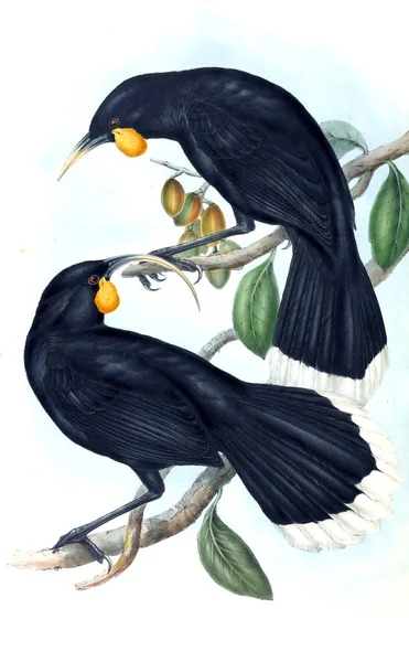 Illustratie Van Vogels Vogels Van Australië Aanvullen 1848 — Stockfoto