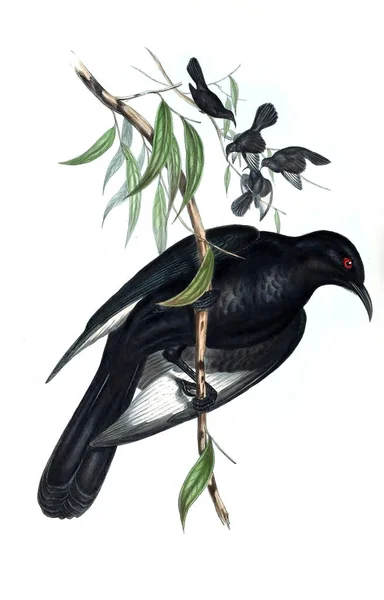 Illustration Oiseau Les Oiseaux Australie Supplément 1848 — Photo