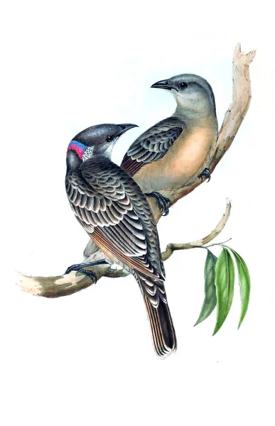 Illustration Oiseau Les Oiseaux Australie Supplément 1848 — Photo