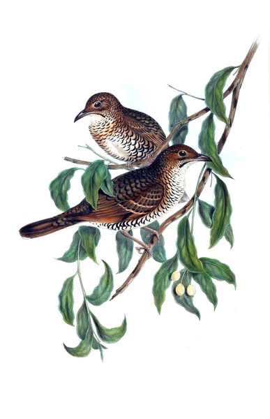 Kuş Illustration. Avustralya, kuşların ek. 1848 