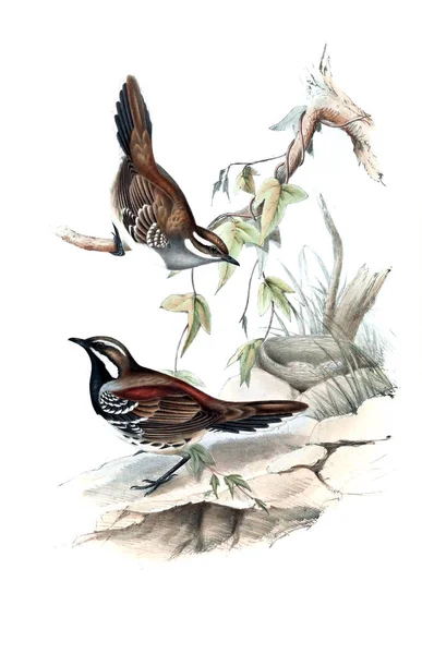 Illustratie Van Vogels Vogels Van Australië Aanvullen 1848 — Stockfoto