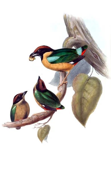 Illustrazione Uccello Gli Uccelli Dell Australia Supplemento 1848 — Foto Stock
