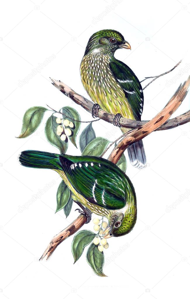Illustration of bird. The birds of Australia, supplement. 1848 