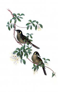 Kuş Illustration. Avustralya, kuşların ek. 1848 