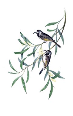 Kuş Illustration. Avustralya, kuşların ek. 1848 