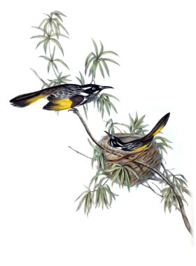 Kuş Illustration. Avustralya, kuşların ek. 1848 