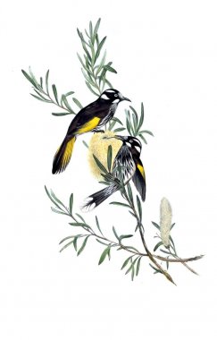 Kuş Illustration. Avustralya, kuşların ek. 1848 