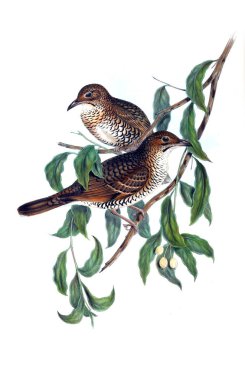 Kuş Illustration. Avustralya, kuşların ek. 1848 