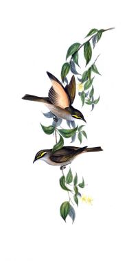 Kuş Illustration. Avustralya, kuşların ek. 1848 