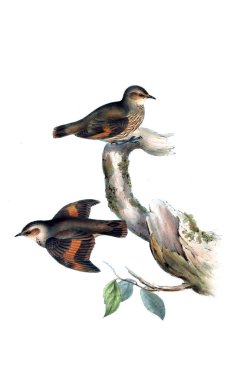 Kuş Illustration. Avustralya, kuşların ek. 1848 