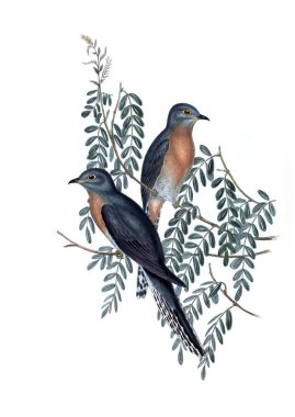 Kuş Illustration. Avustralya, kuşların ek. 1848 