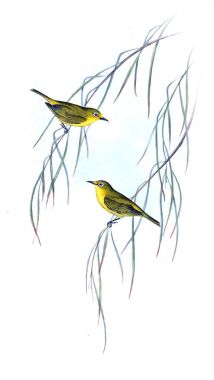 Kuş Illustration. Avustralya, kuşların ek. 1848 