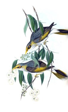 Kuş Illustration. Avustralya, kuşların ek. 1848 