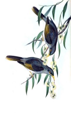 Kuş Illustration. Avustralya, kuşların ek. 1848 