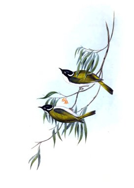 Kuş Illustration. Avustralya, kuşların ek. 1848 