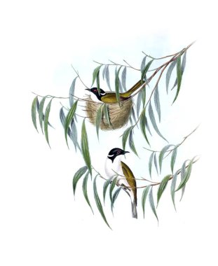 Kuş Illustration. Avustralya, kuşların ek. 1848 