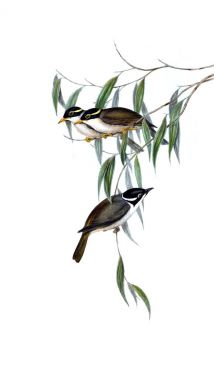 Kuş Illustration. Avustralya, kuşların ek. 1848 