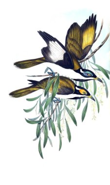 Kuş Illustration. Avustralya, kuşların ek. 1848 